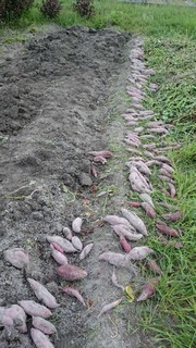 2015091206.jpg
