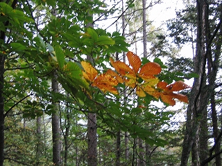 IMG_1240.jpg
