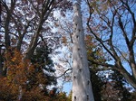 IMG_5950.jpg